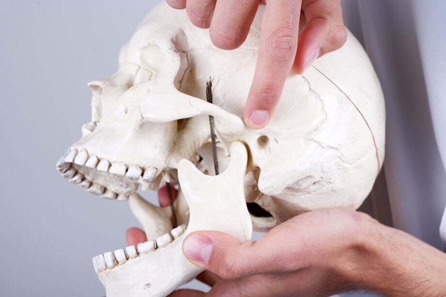 dentist demonstrates TMJ on model skull